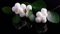 Common snowberry, pop pea shrub Symphoricarpos albus var. laevigatus Royalty Free Stock Photo