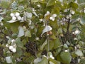 Common snowberry shrub Royalty Free Stock Photo