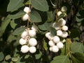 Common snowberry shrub Royalty Free Stock Photo