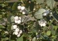 Common snowberry shrub Royalty Free Stock Photo