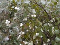 Common snowberry shrub Royalty Free Stock Photo