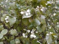 Common snowberry shrub Royalty Free Stock Photo