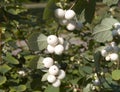 Common snowberry shrub Royalty Free Stock Photo