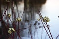 Common snowberry white fruits at fall Royalty Free Stock Photo