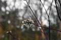 Common snowberry white fruits at fall Royalty Free Stock Photo