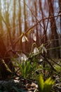 Common snowdrop in backlight with sun flare grows at tree roots, blossom and buds, seasonal awakening ecosystem