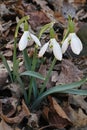 Common snowdrop in bloom