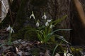 Common snowdrop bush grows between tree roots, moss on trunks, leaves, blossom and buds, seasonal awakening ecosystem