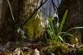 Common snowdrop bush grows between tree roots, moss on trunks, leaves, blossom and buds, seasonal awakening ecosystem, explore