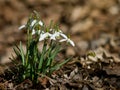 A common snowdrop Galanthus nivalis