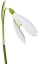 Common Snowdrop Galanthus Nivalis Cutout Royalty Free Stock Photo