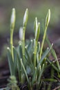 Common Snowdrop, Galanthus nivalis Royalty Free Stock Photo