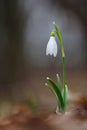 Common snowdropGalanthus nivalis