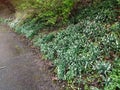 Common snowdrops at the edge of the road