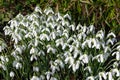 Common snowdrops (galanthus nivalis