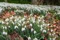 Common snowdrops (galanthus nivalis