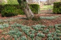 Common snowdrops (galanthus nivalis