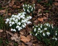 Common snowdrops (Galanthus nivalis) growing through golden leaves