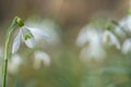 Common snowdrops (Galanthus nivalis).
