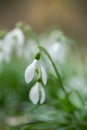 Common Snowdrops (Galanthus nivalis).