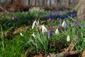 common snowdrops, Galanthus nivalis, and Scilla siberica in the woods Royalty Free Stock Photo