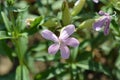 Common soapwort