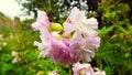 Common soapwort Royalty Free Stock Photo