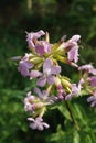 Common Soapwort Flowers