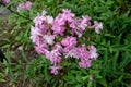 Common soapwort or Saponaria officinalis plant with pale pink flowers