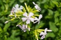 Common Soapwort - Saponaria officinalis