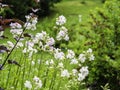 Common soapwort Saponaria officinalis or crow soap blooming in a summer garden