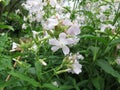 Common soapwort, Saponaria officinalis Royalty Free Stock Photo