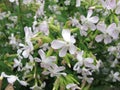 Common soapwort, Saponaria officinalis Royalty Free Stock Photo