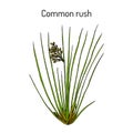 Common or soft rush Juncus effusus , medicinal plant Royalty Free Stock Photo