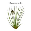 Common or soft rush Juncus effusus , medicinal plant