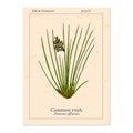 Common or soft rush Juncus effusus , medicinal plant