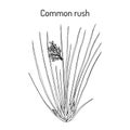 Common or soft rush Juncus effusus , medicinal plant