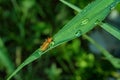 The common soldier beetle Latin: Cantharis rufa, is a species of soldier beetle Cantharidae on a green leaf daylilies. Soft