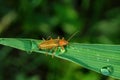 The common soldier beetle Latin: Cantharis rufa, is a species of soldier beetle Cantharidae on a green leaves daylilies