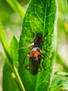 Soldier beetles insect on a green leaf. Insect concept