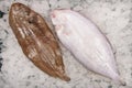 The common sole is a flat fish that can be found in temperate seas, or in fresh water