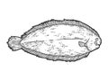 Common sole, isolated fish. Sketch scratch board imitation. Royalty Free Stock Photo