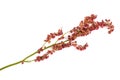 Common sorrel