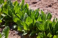 Common sorrel, Spinach Dock, Rumex acetosa, growing in garden