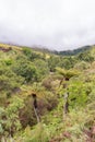 Common South African or Grassland Tree Ferns, Cyathea dregei