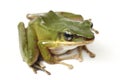 Common Southeast Asian Green Tree Frog Royalty Free Stock Photo