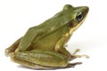 Common Southeast Asian Green Tree Frog Royalty Free Stock Photo