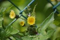 Common sow thistle flowers coming through a fence