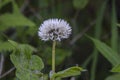 Common Sowthistle Puff Ball Royalty Free Stock Photo