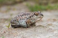 Common Spadefoot toad Pelobates fuscus Royalty Free Stock Photo